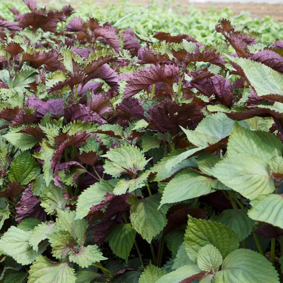 Organic Shiso Seeds
