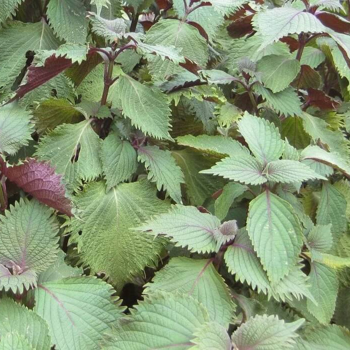 Organic Shiso Seeds