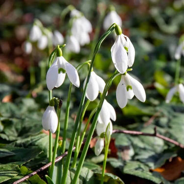 Organic Snowdrop Seeds - Flower Plant