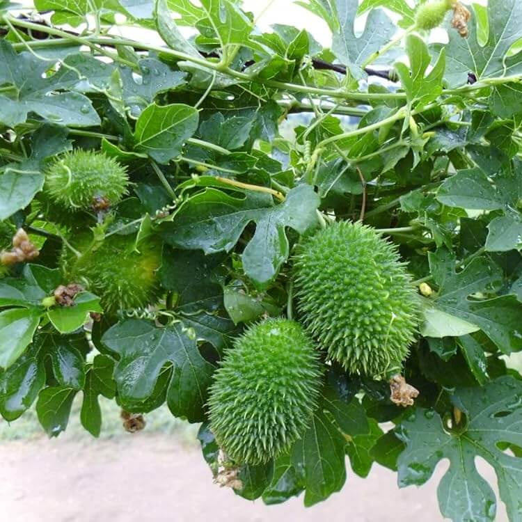 Organic Spiny Gourd Seeds