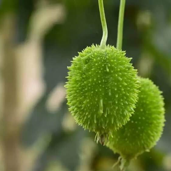 Organic Spiny Gourd Seeds