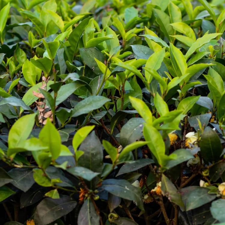 Organic Tea Plant Seeds