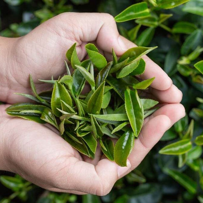 Organic Tea Plant Seeds