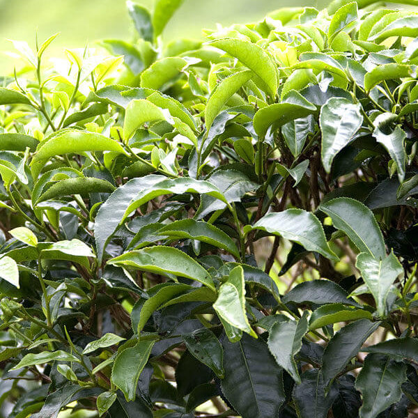 Organic Tea Plant Seeds