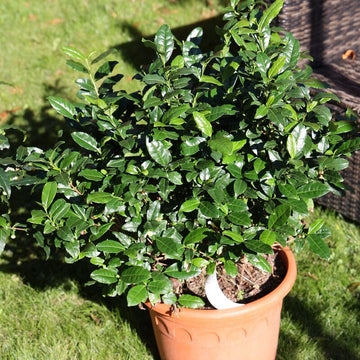 Organic Tea Plant Seeds