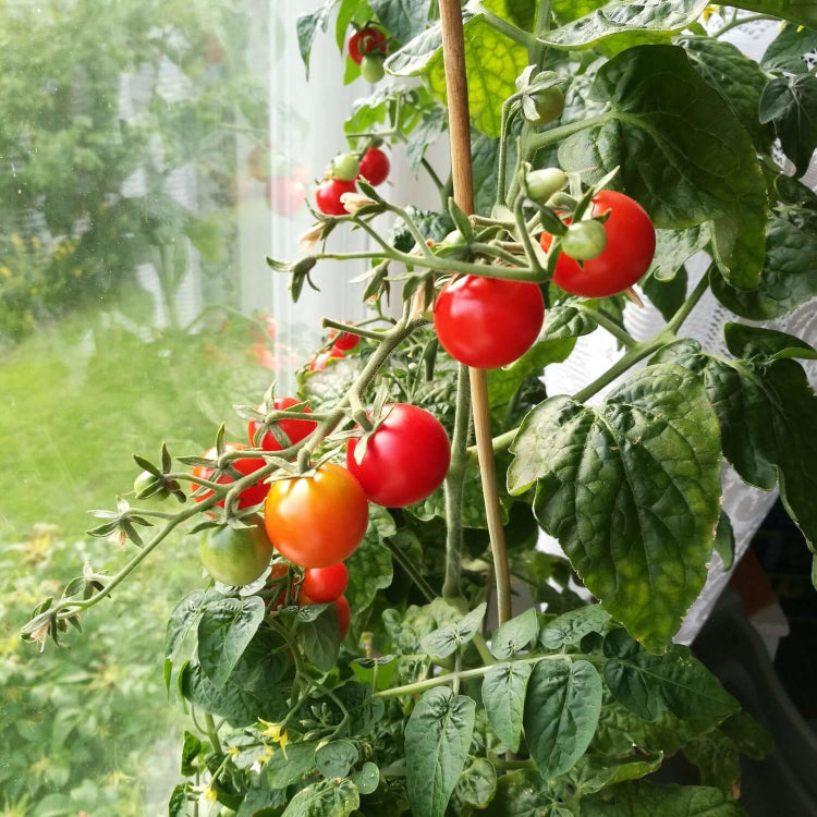 Organic Tomato Seeds
