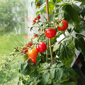 Organic Tomato Seeds