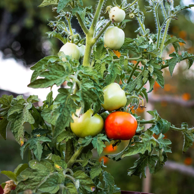 Organic Tomato Seeds