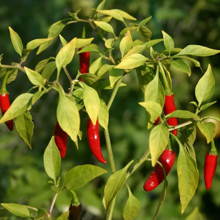 Organic Vegetable Seeds 