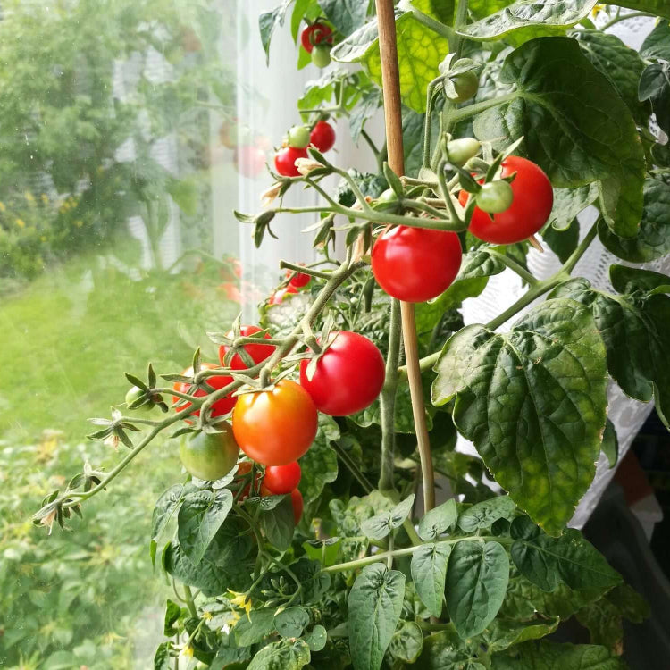 Organic Vegetable Seeds