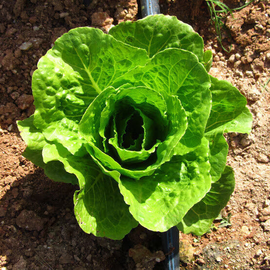 Organic Vegetable Seeds