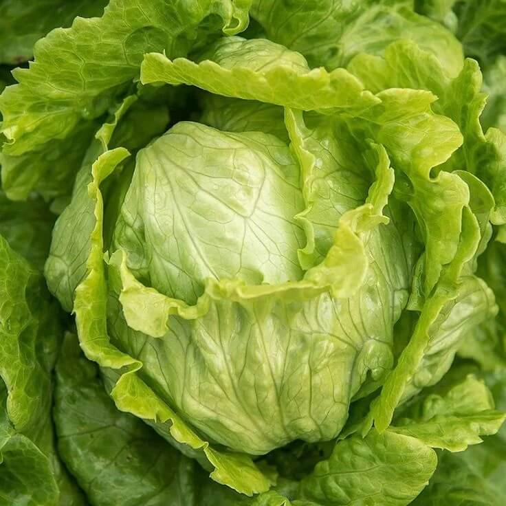 Organic Vegetable Seeds