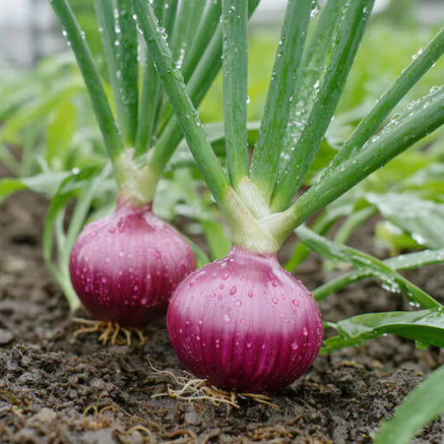 Organic Vegetable Seeds