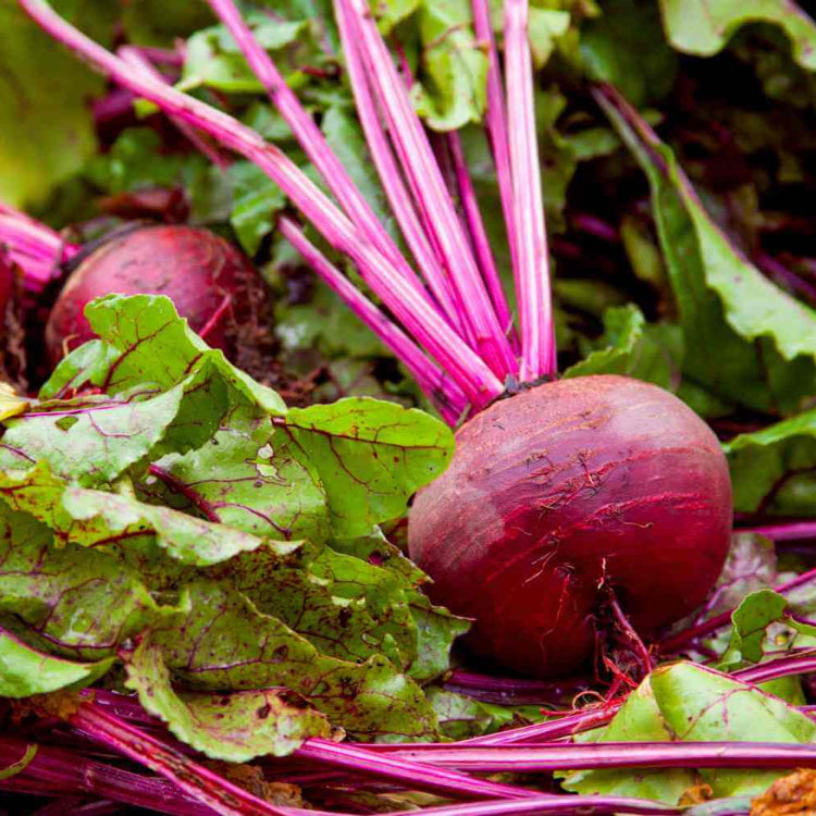 Organic Vegetable Seeds