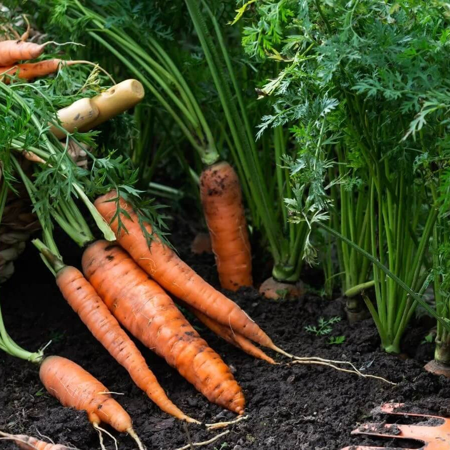 Organic Vegetable Seeds