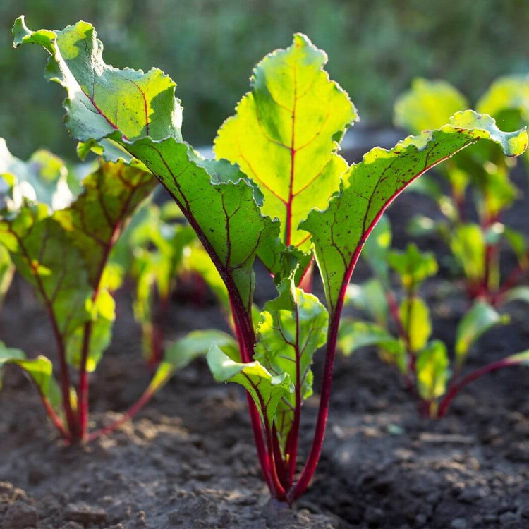Organic Vegetable Seeds
