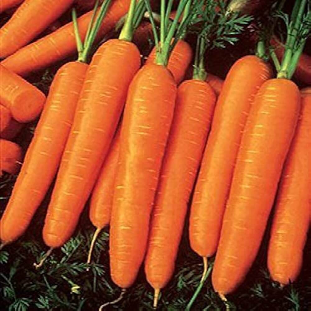 Organic Vegetable Seeds