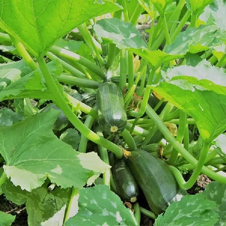 Organic Vegetable Seeds