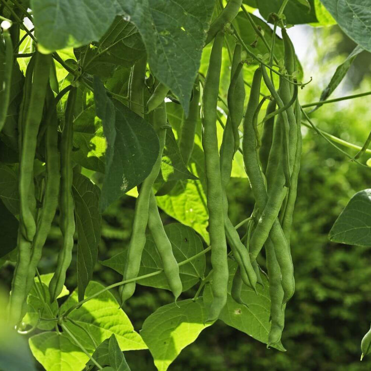 Organic Vegetable Seeds