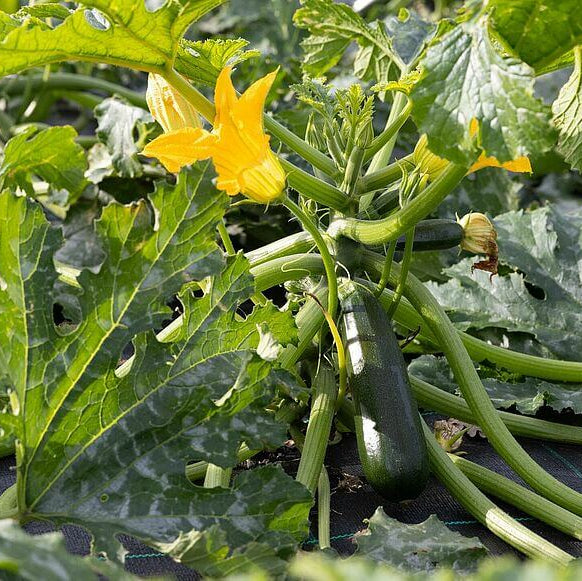 Organic Vegetable Seeds