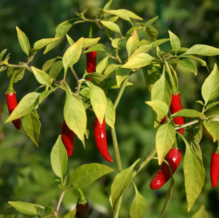 Organic Vegetable Seeds