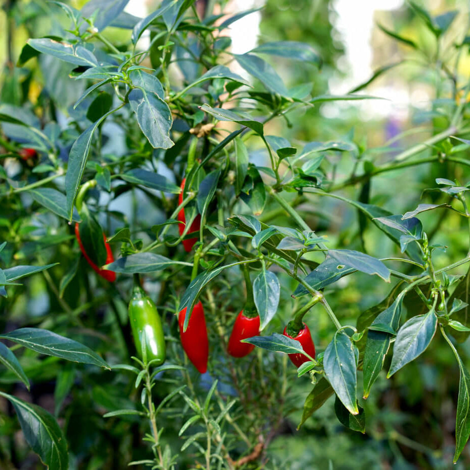 Organic Vegetable Seeds