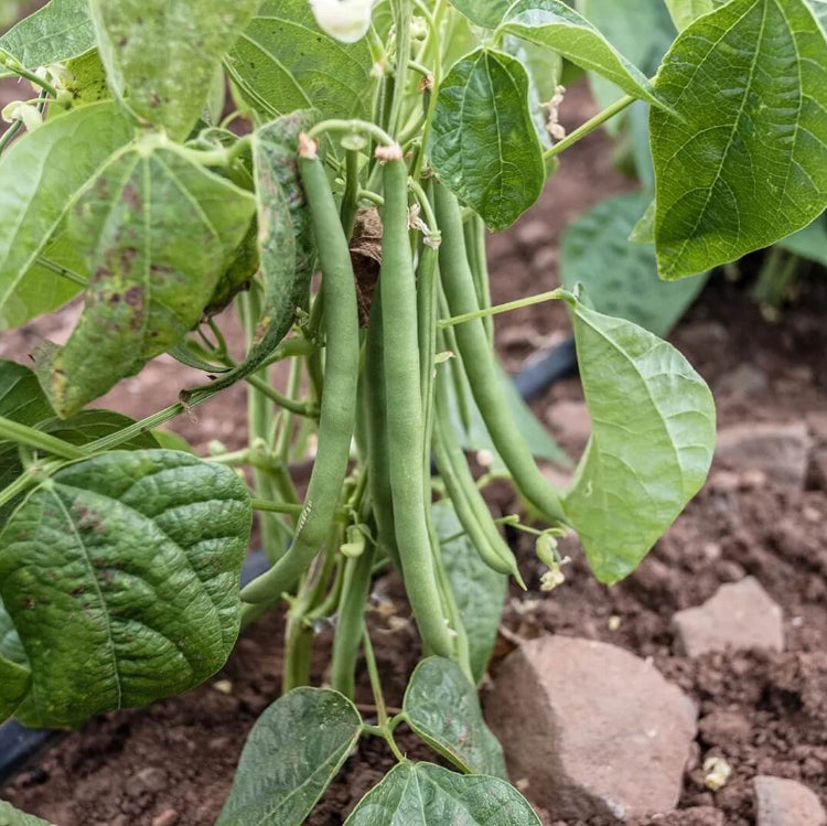 Organic Vegetable Seeds