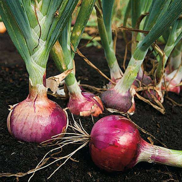 Organic Vegetable Seeds
