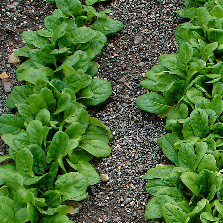 Organic Vegetable Seeds