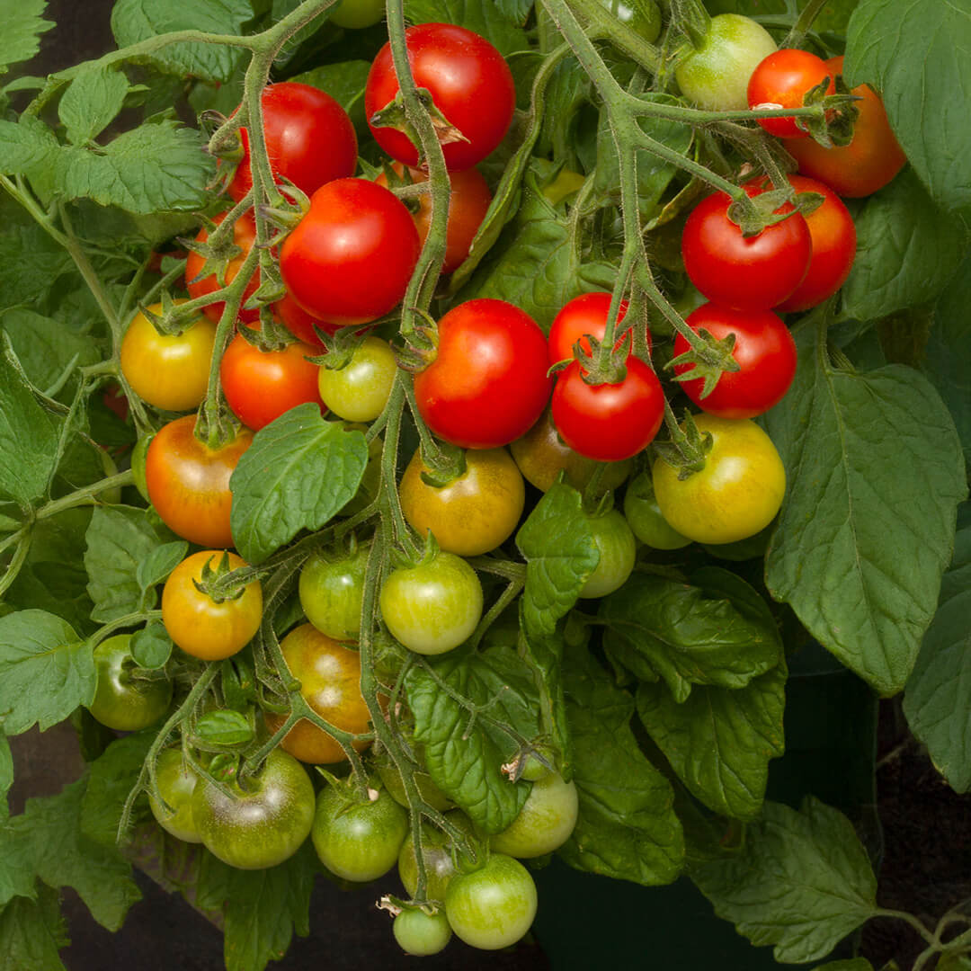 Organic Vegetable Seeds 