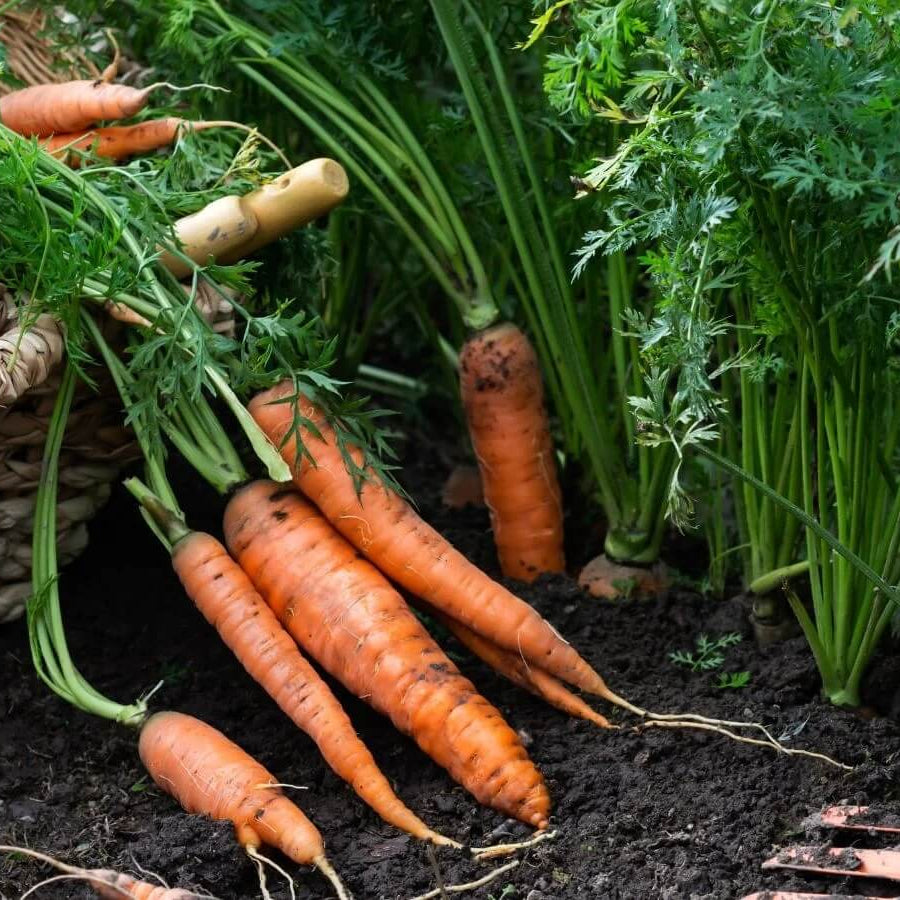 Organic Vegetable Seeds 