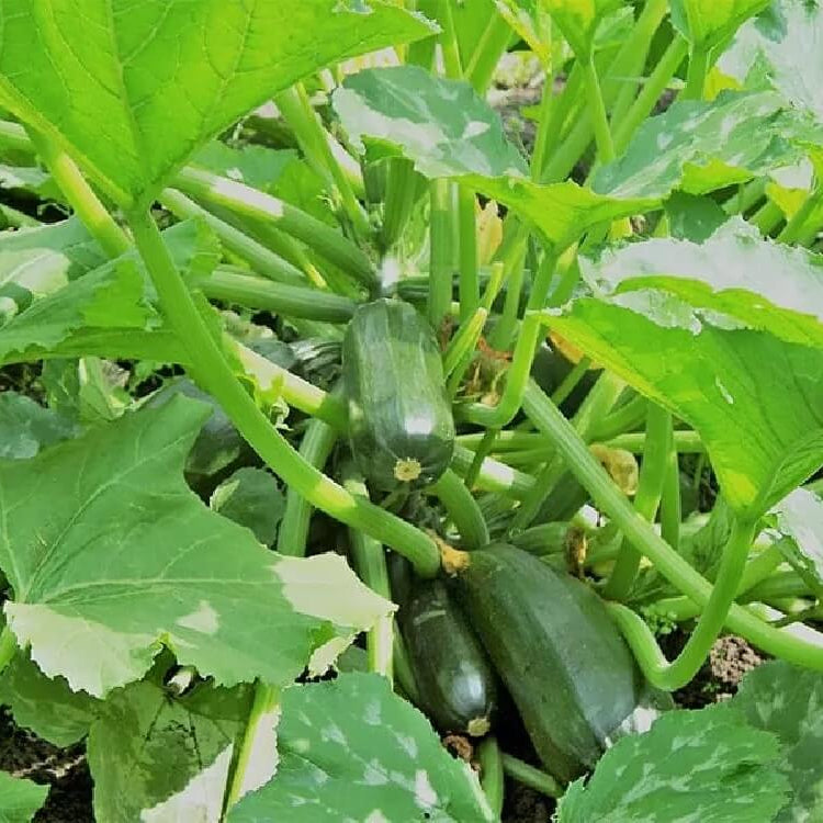 Organic Vegetable Seeds 