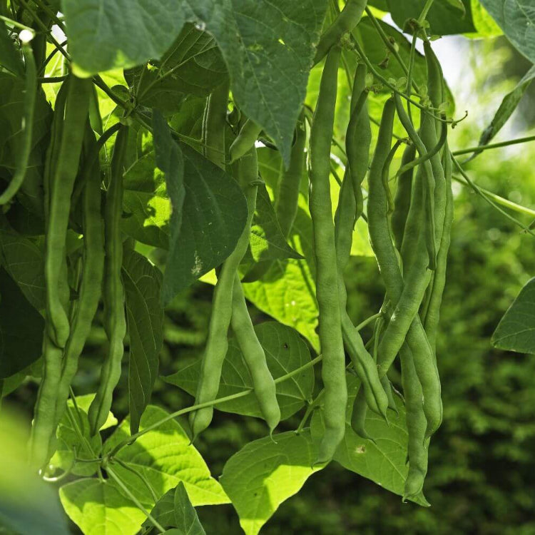 Organic Vegetable Seeds 