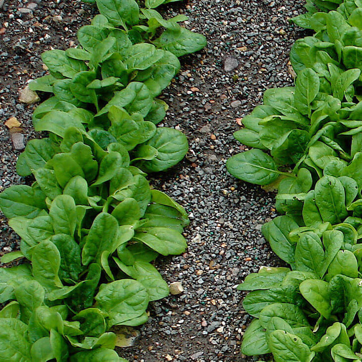 Organic Vegetable Seeds 