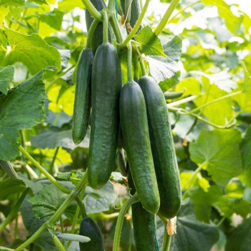 Organic Vegetable Seeds 