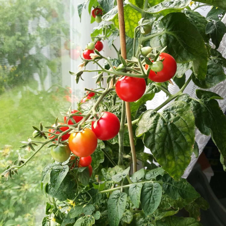 Organic Vegetable Seeds 