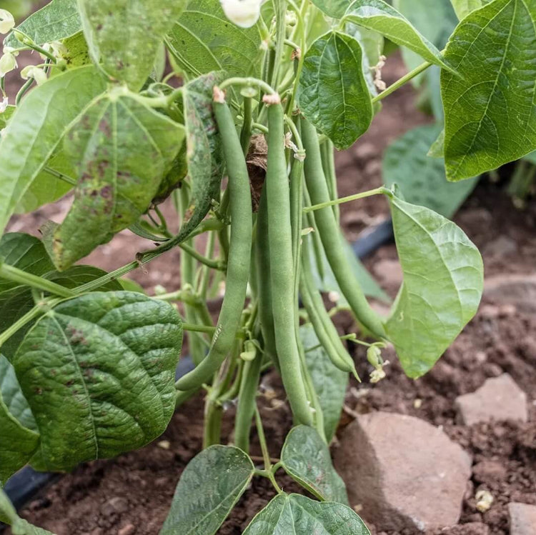Organic Vegetable Seeds 