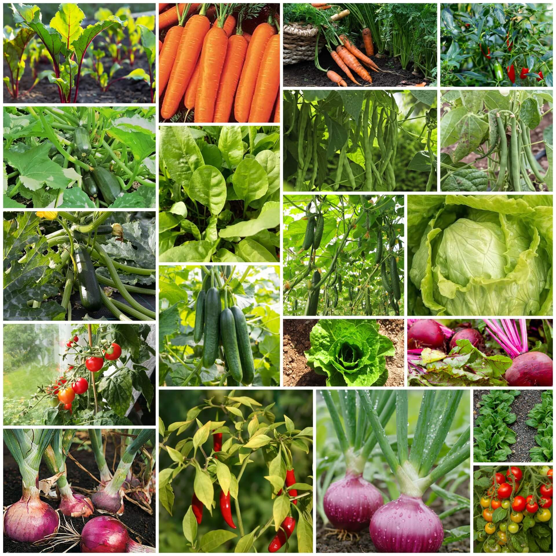 Organic Vegetable Seeds 