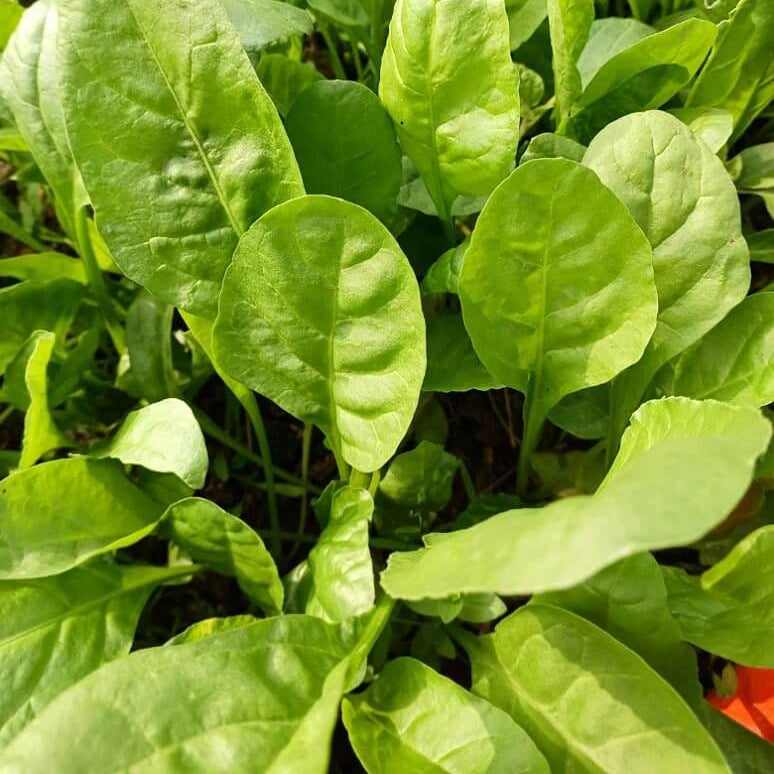 Organic Vegetable Seeds 