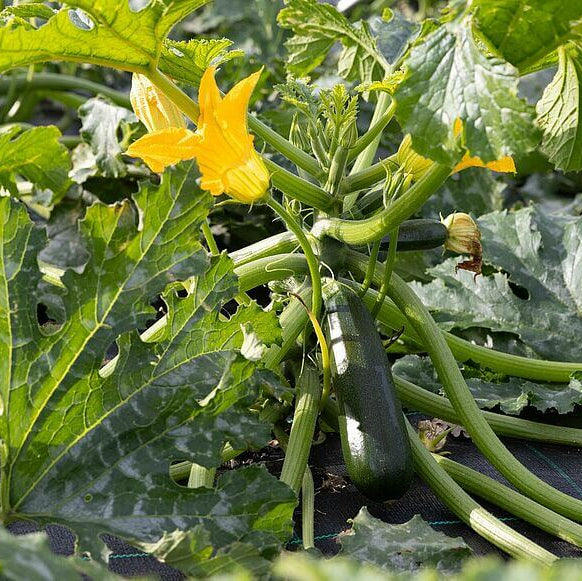 Organic Vegetable Seeds 