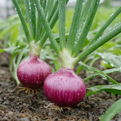 Organic Vegetable Seeds 