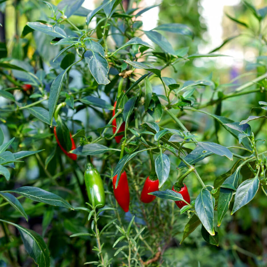 Organic Vegetable Seeds 