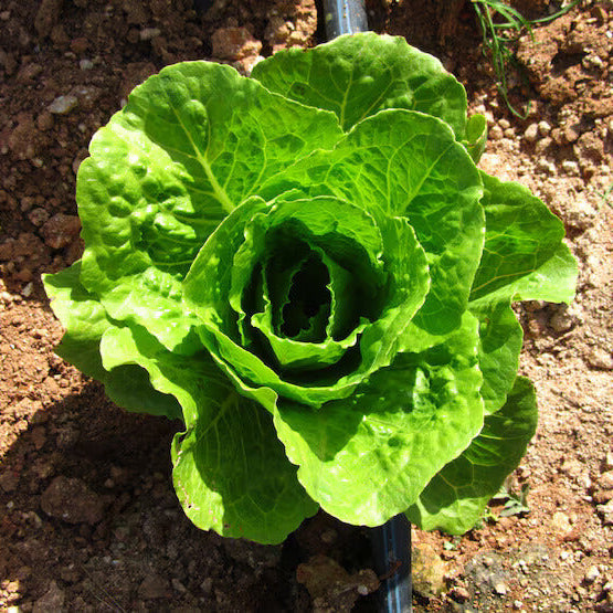 Organic Vegetable Seeds 