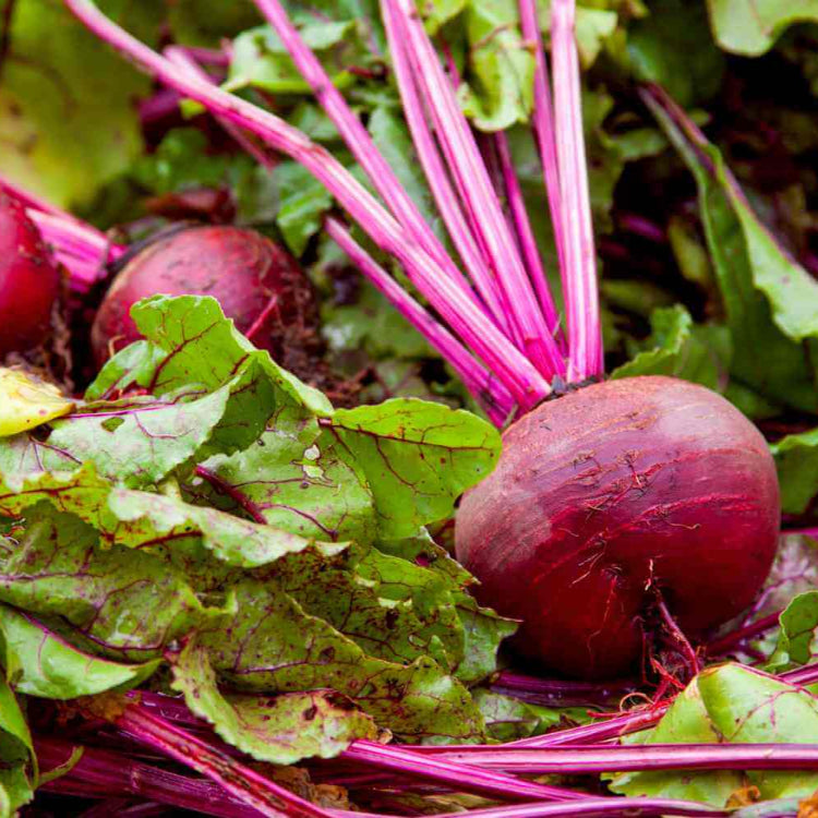 Organic Vegetable Seeds 