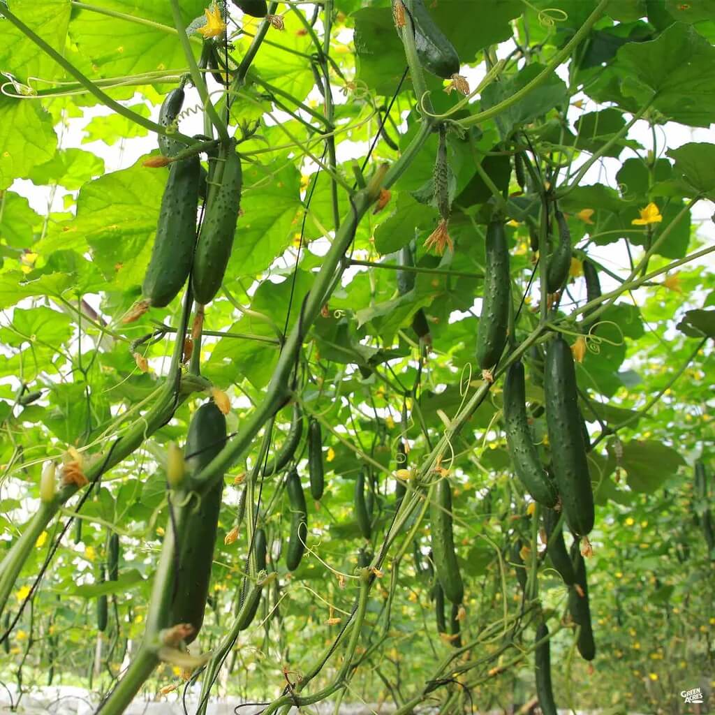 Organic Vegetable Seeds 