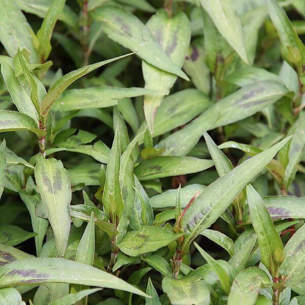 Organic Vietnamese Coriander Seeds