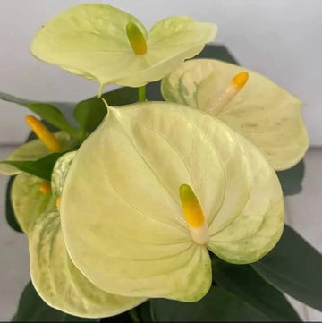 Organic light Yellow anthurium Linden seeds