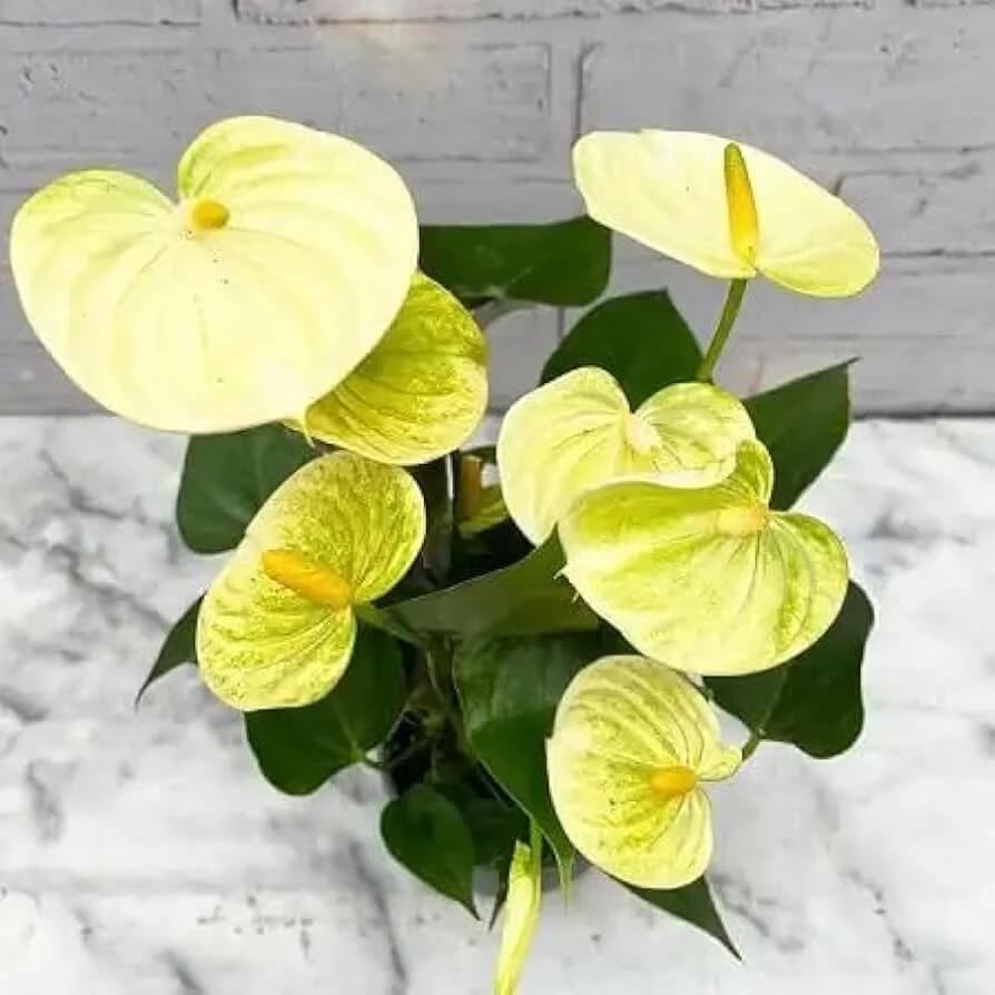 Organic light Yellow anthurium Linden seeds