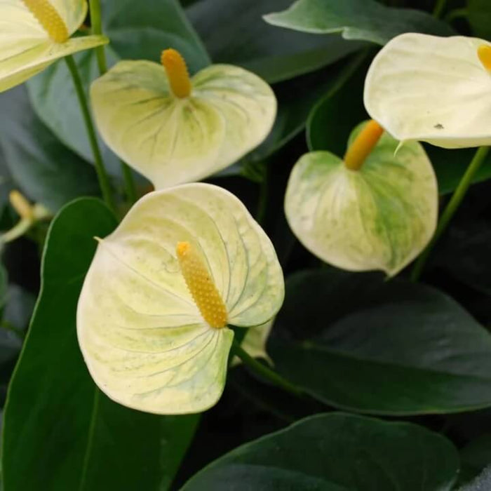 Organic light Yellow anthurium Linden seeds
