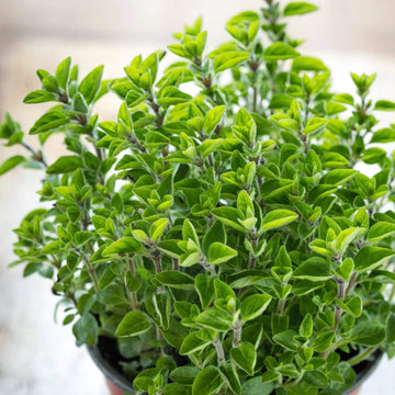 Origanum Seeds – Sweet